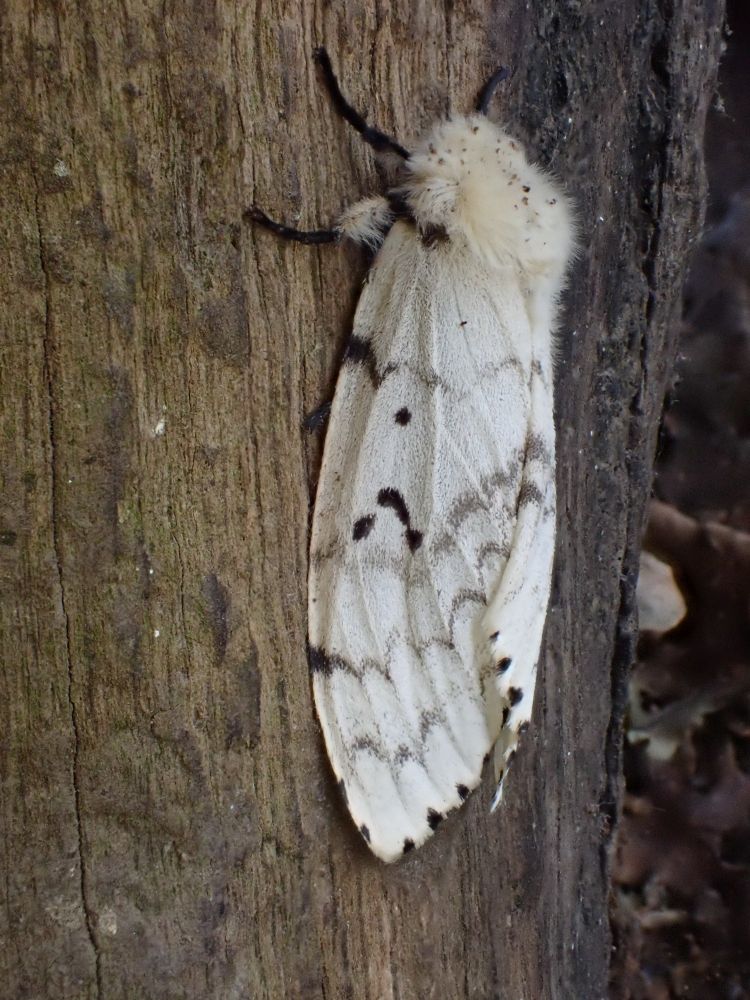 Female Gypsy Moth, a large white moth with boat-shaped wings, occasional black spots and grey lines. 