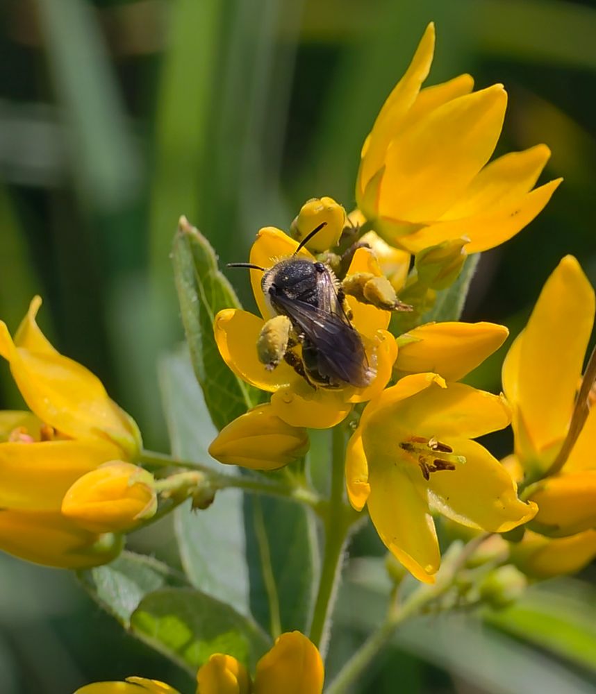 Yellow Loosestrife Bee on Yellow Loosestrife 