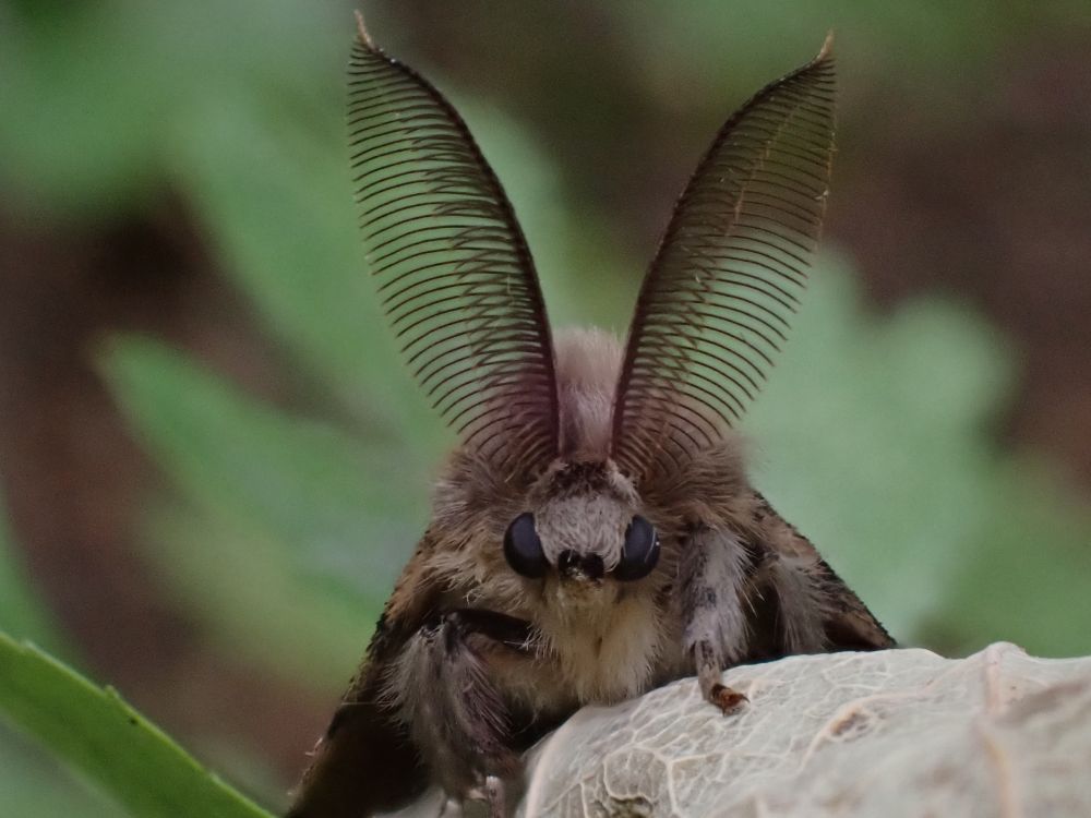 A close up of the enormous feathered antennae of the male Gypsy Moth.