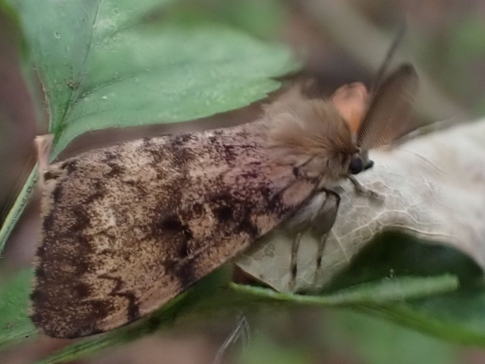 A male Gypsy Moth, a nut coloured moth with dark marbling and enormous feathered antennae.