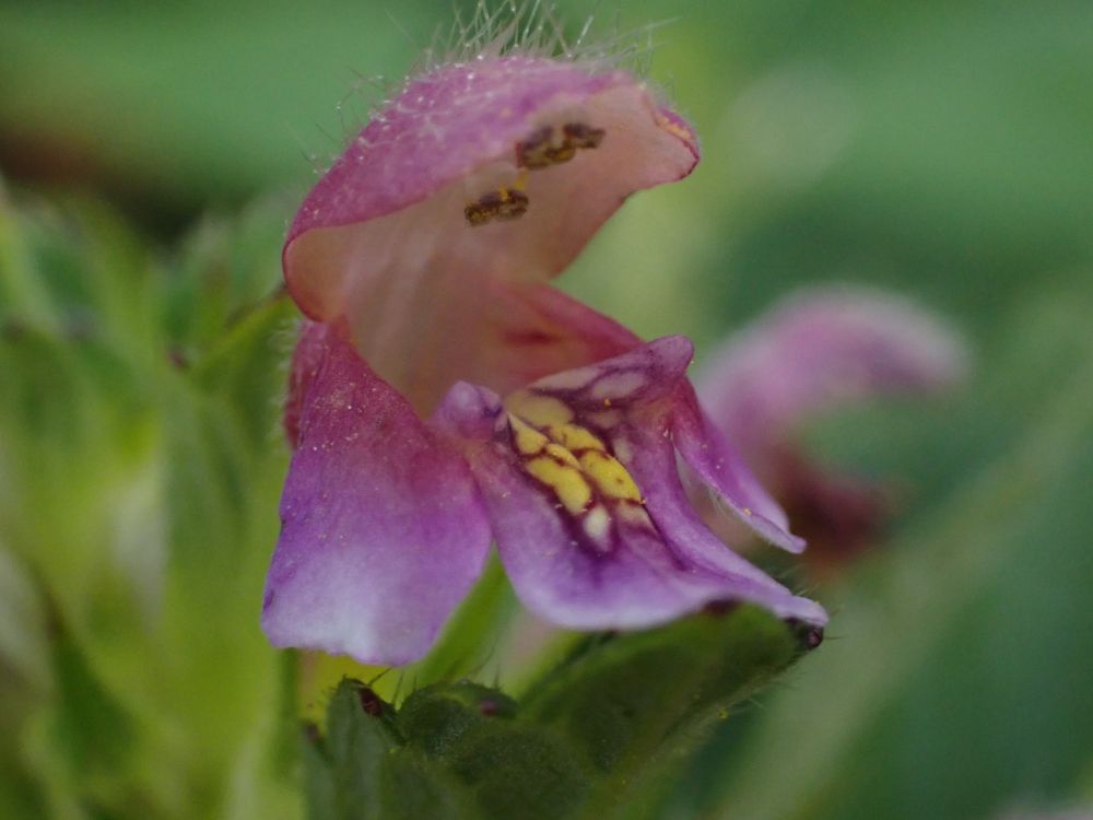 Hemp Nettle flower, deep pink with yellow pattern on lower lip.