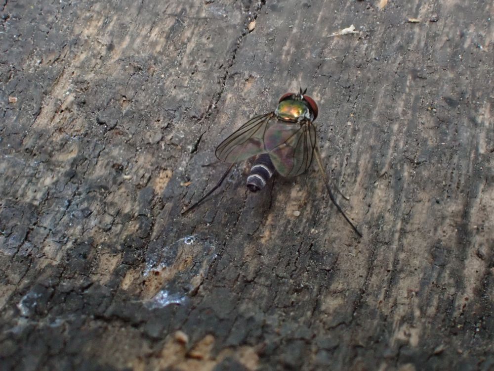 Argyra leucocephala. A tiny fly with red eyes, a bronze green thorax a d a white banded black abdomen (orange patches can be detected, through the wings, on the first two abdominal sections). Facing away and slightly to the right.