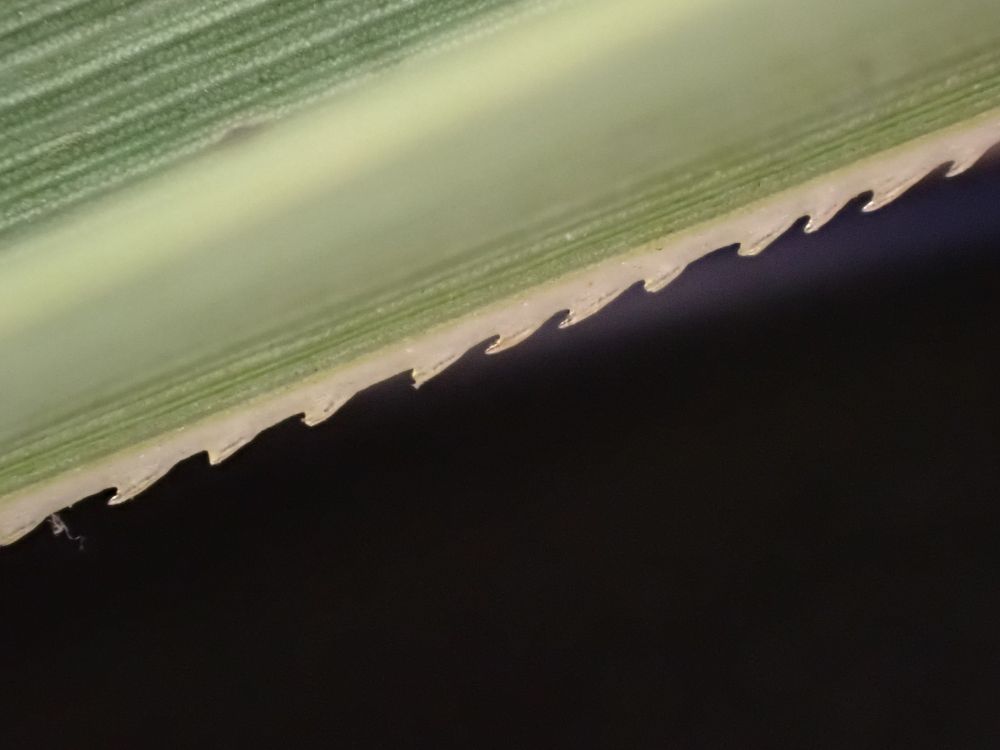 The edge of a Great Fen-sedge leaf. A green leaf with vicious looking forward pointing teeth. Looking just like a saw, the midrib of the leaf is similarly armed.