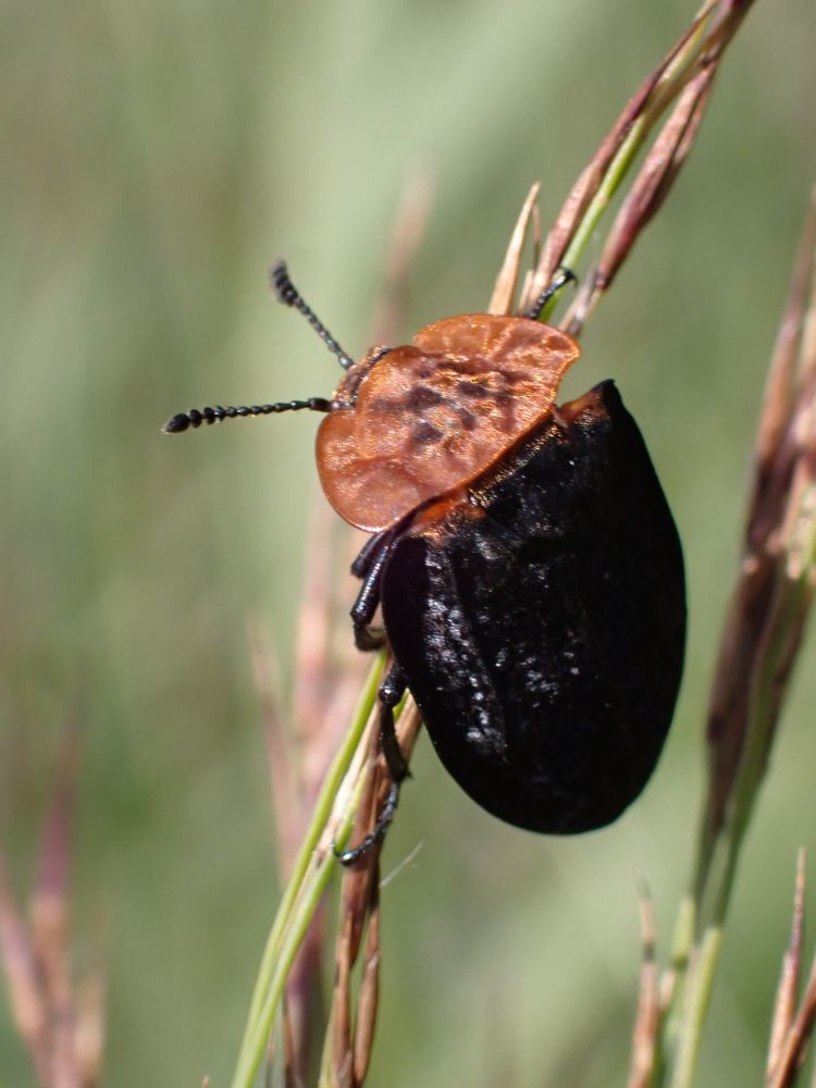 Oiceoptoma thoracica, a black carrion beetle with an orange-brown thorax. Both thorax and wing cases having a crushed velvet texture.