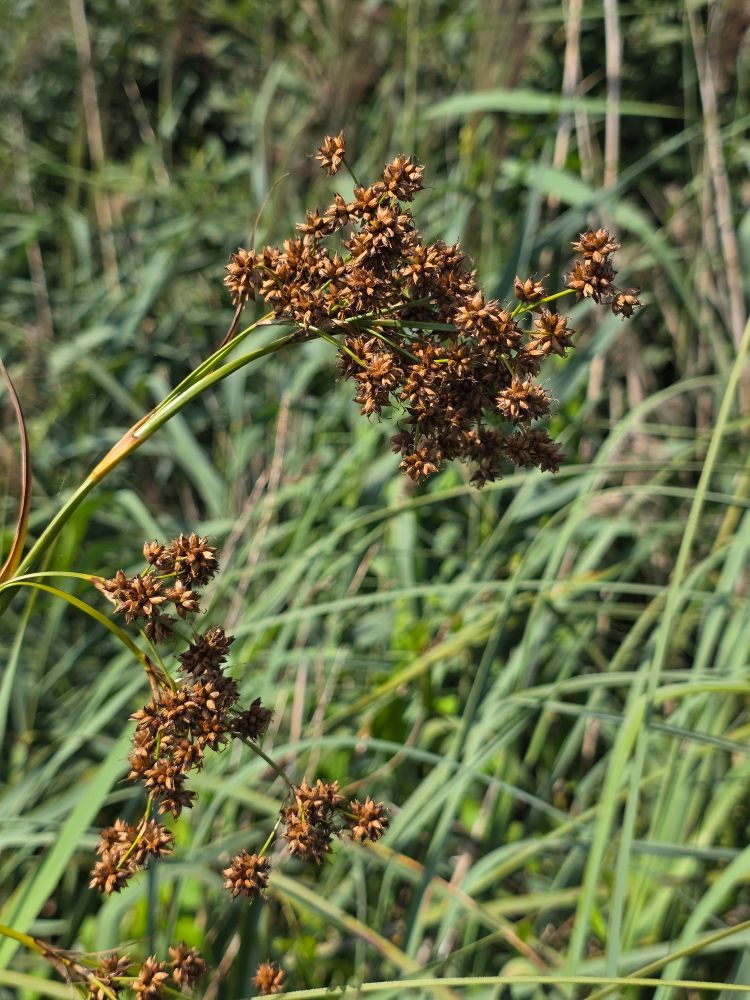 Great Fen-sedge, brown seeds against a backdrop of green reeds.