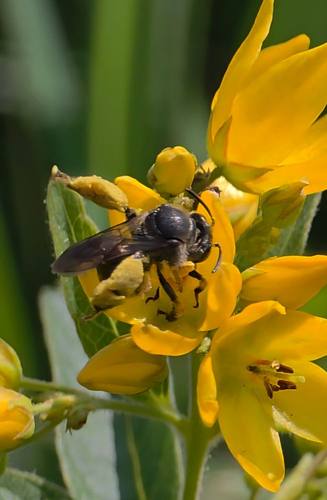 Macropis europaea, a black bee with massive yellow pollen loads on the hind tibia on Yellow Loosestrife flower.