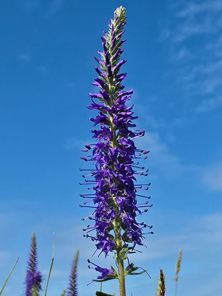 A Spiked Speedwell flower. Deep purple flowers clustered on an upright stem against a blue sky.