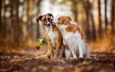 Love Forever - Dogs 