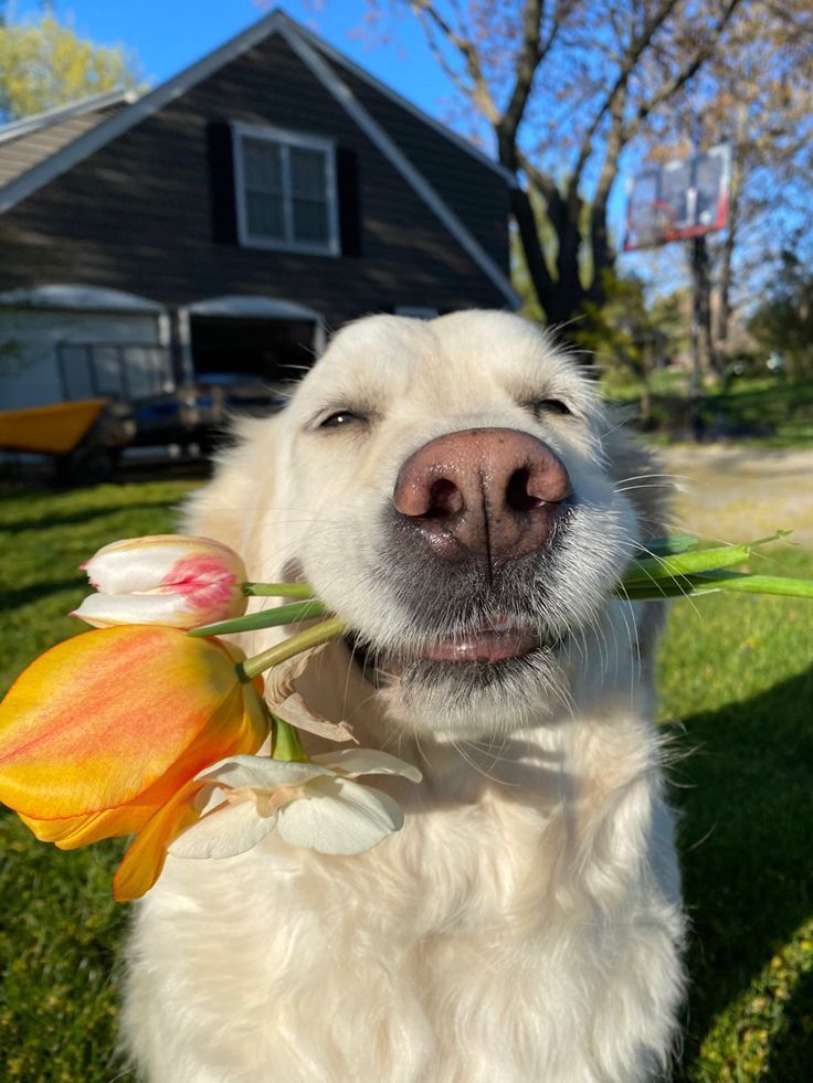🌼 Good Morning from this little sunshine!
May your day be as sweet and joyful as this smile 💛🐶
Sending flowers and positive vibes your way from across the globe!

#GoodVibesOnly #PuppyLove #MorningMood #BlueskyGreetings #DogWithFlowers