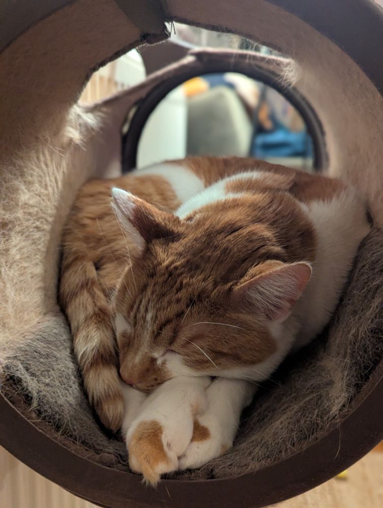 The same cat sleeps fitfully in the tube. His head rested on his paws. 