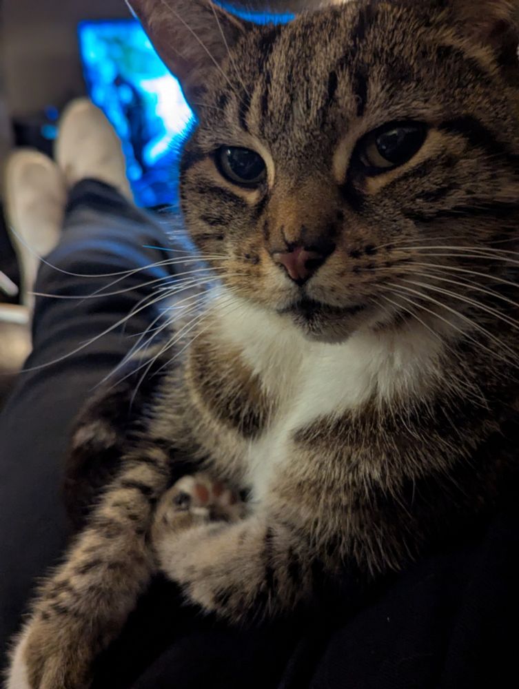 A beautiful tabby cat, sat on my lap, staring right into the camera. 