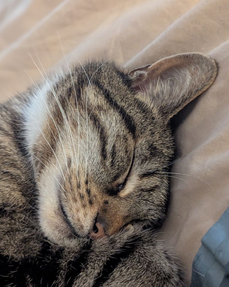 A tabby cat sleeps on a light covered duvet. He has a smile on his face. A picture of peace. 