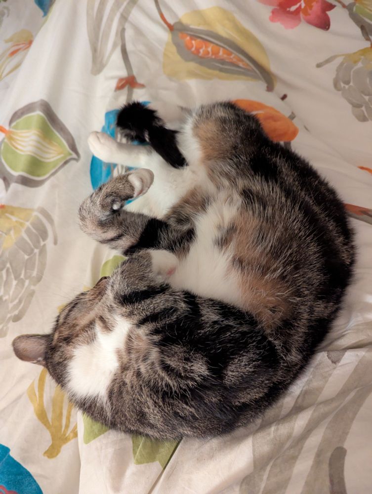 A tabby cat, lying on my lap. I think he was running in his sleep. 