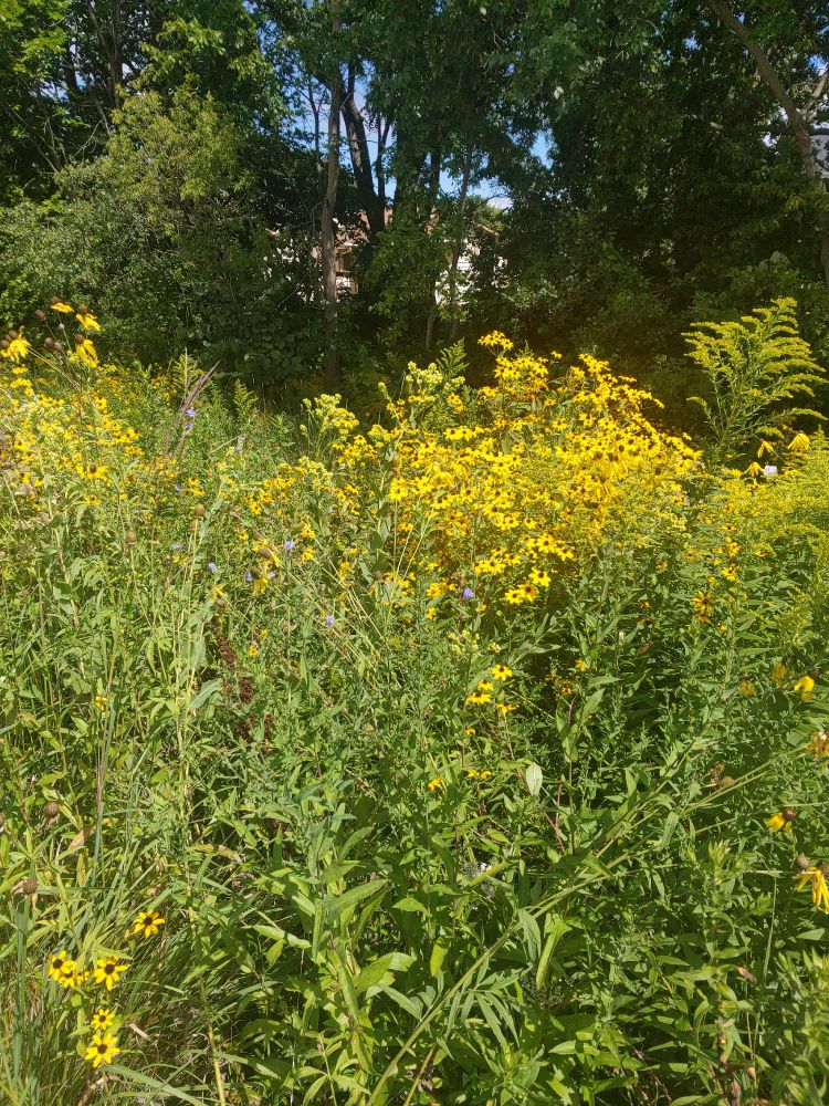 Wildflowers: chicory and black-eyed susan