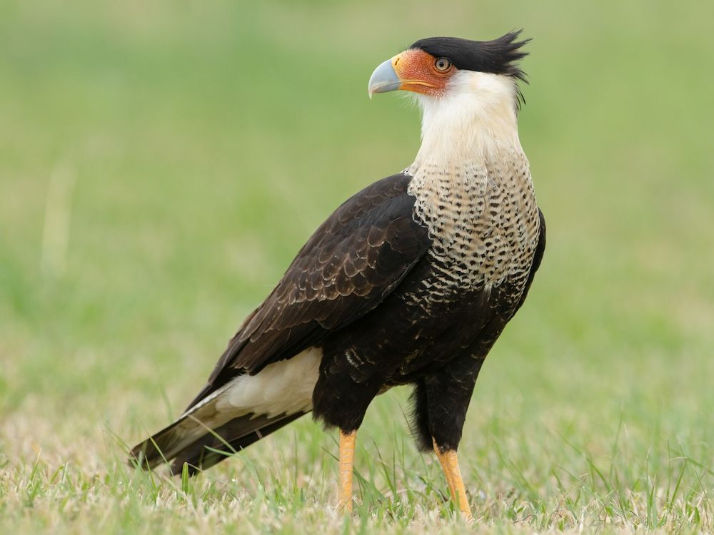 Astor's design inspiration: the Crested Caracara