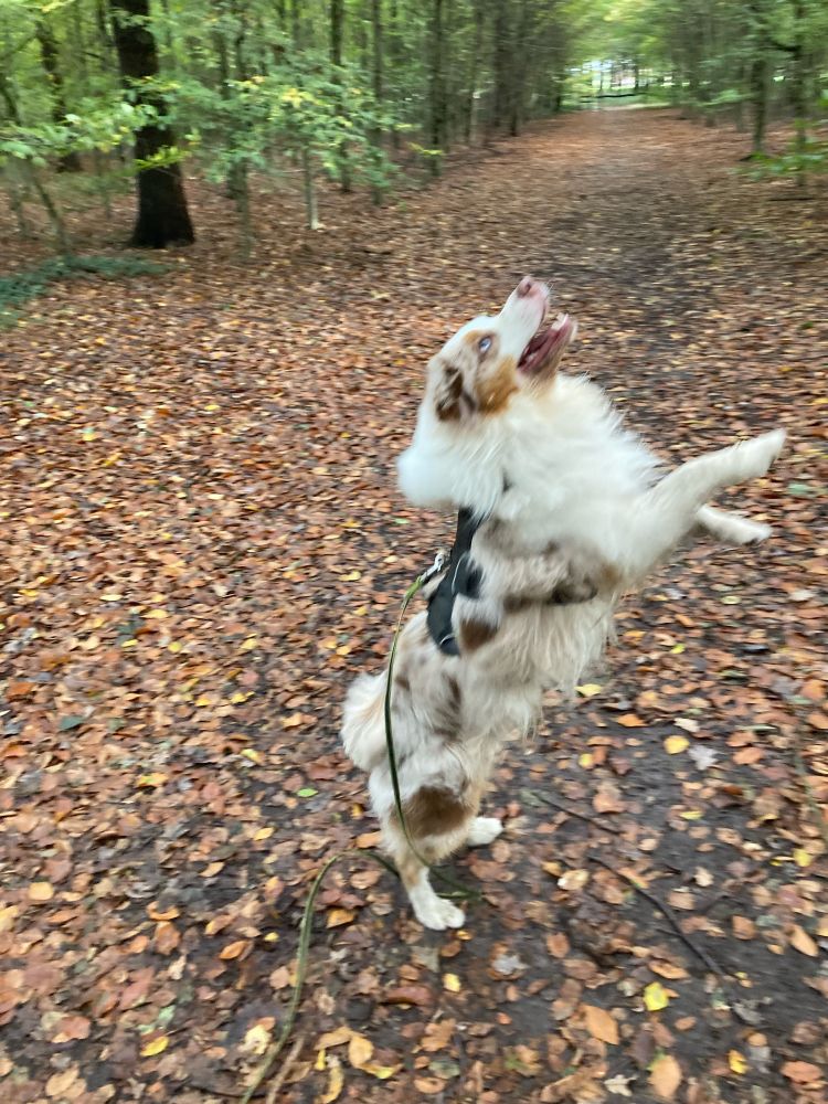 Scout, de knapste Aussie ter wereld, springt naar een tak.