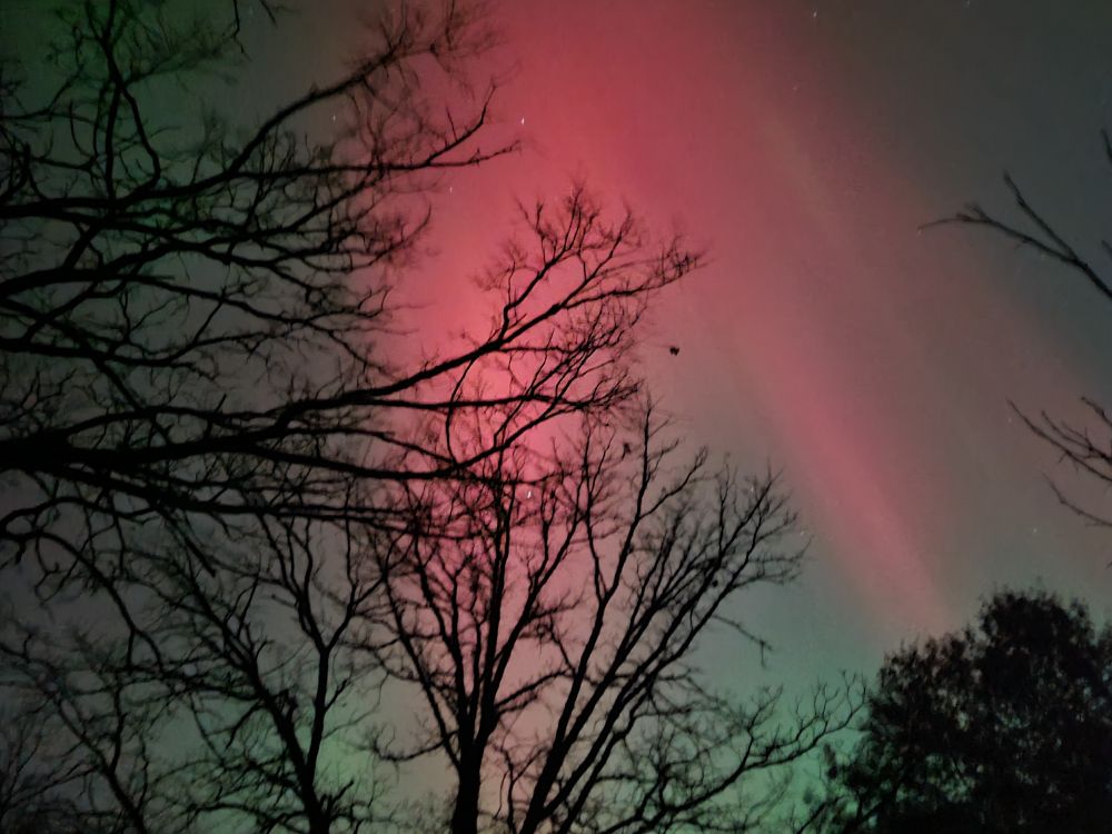 Northern lights with branches in foreground.