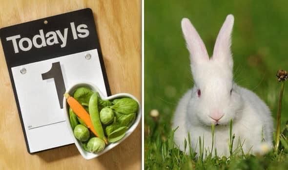 1st of the month for August White Rabbit 