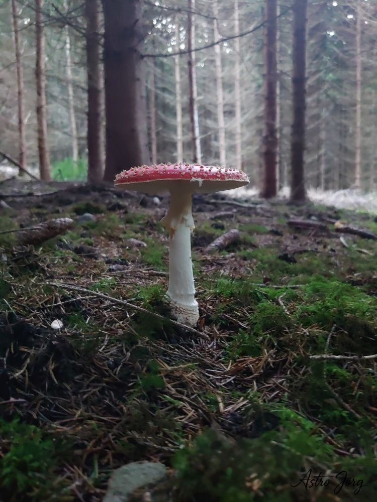 Fly agaric in a spuce forest.