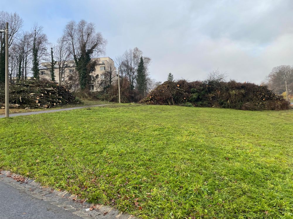 Unmengen an umgeschnittenen Bäumen nach den Rodungen am Bauernberg, Linz