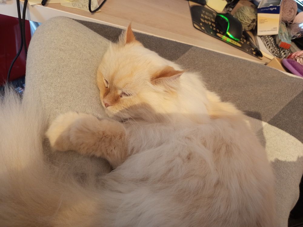 my white & red longhaired cat Spooki, curled up in my lap. He looks a bit salty but he's purring loudly.