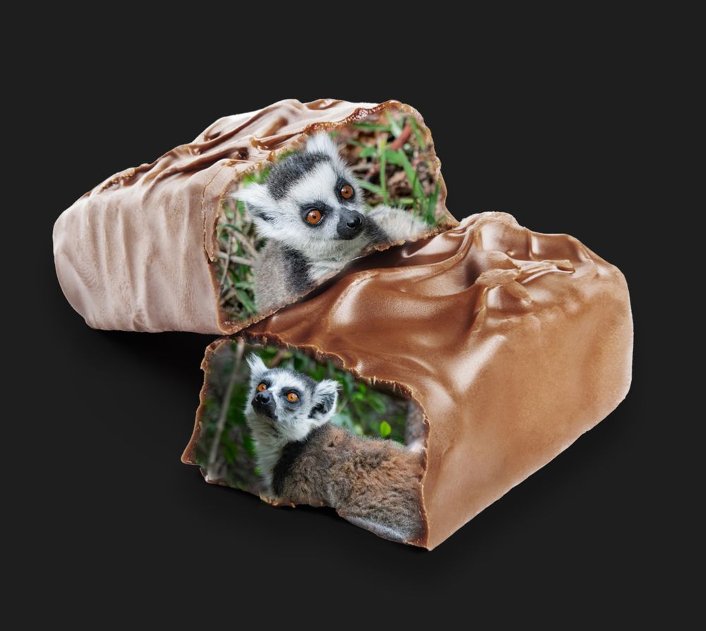 A candy bar, split in half, with pictures of Ring-tailed Lemurs edited to appear inside the candy.
