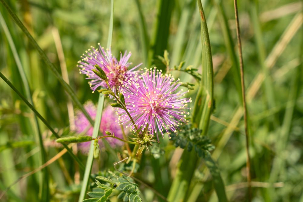 A bright pink wildflower, Sensitive Briar (Mimosa nuttallii), blooming among green grass.