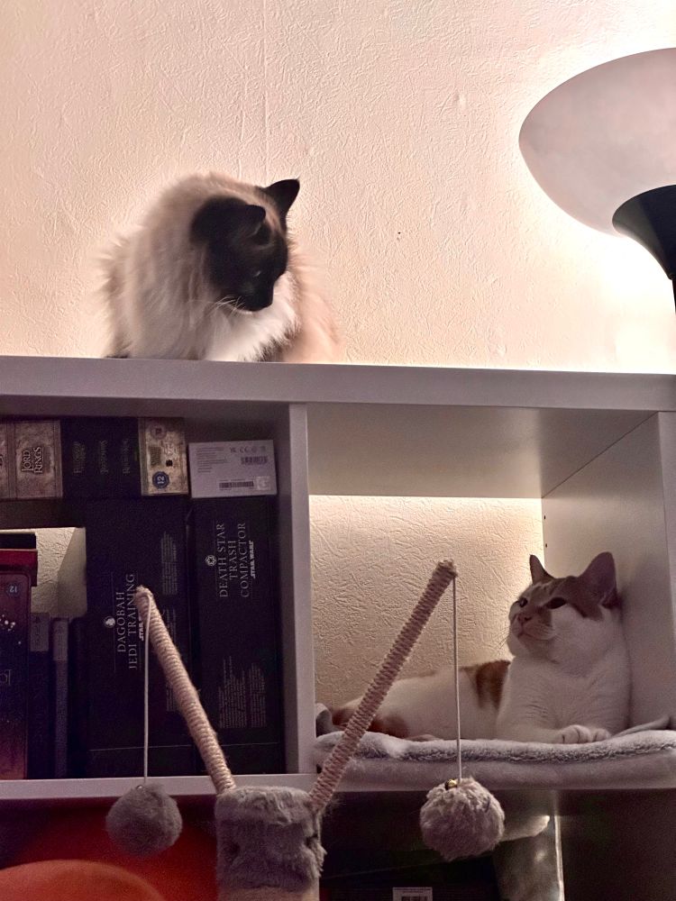 Cats on a shelf 