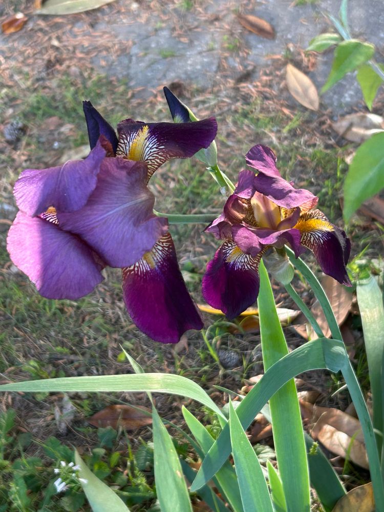 Picture of blooming tri color bearded Iris. Outer leaves are dark purple, inner leaves lighter purple and yellow tiger stripes inside. 
