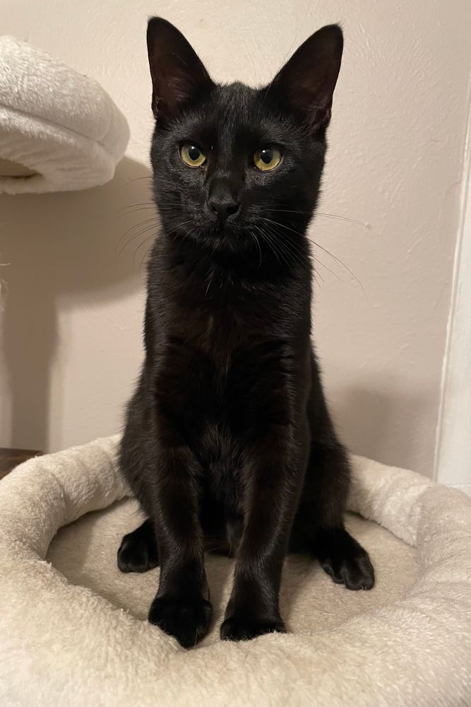 A sick and twisted little creature borne of malice who strives for little more on this plane than to wreak havoc upon all paper products, area rugs, and tabletop gaming dice. Otherwise known as my 5-month old black short-haired kitten. 