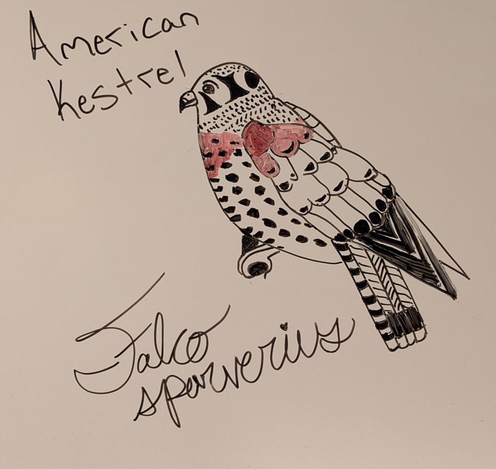 A whiteboard doodle of an American Kestrel, facing left. Bird is mostly black and white with red marker used for markings on chest and top of wing. Text reads American Kestrel, Falco sparverius