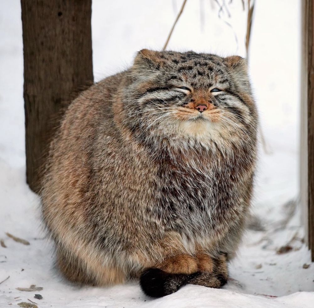 A very round, fluffy, loaf-shaped wild cat with gray-brown fur and rounded ears sits in the snow. Its tail is wrapped around its body to provide a fluffy, warm resting spot for its front paws. Its expression appears content despite the harsh weather. 