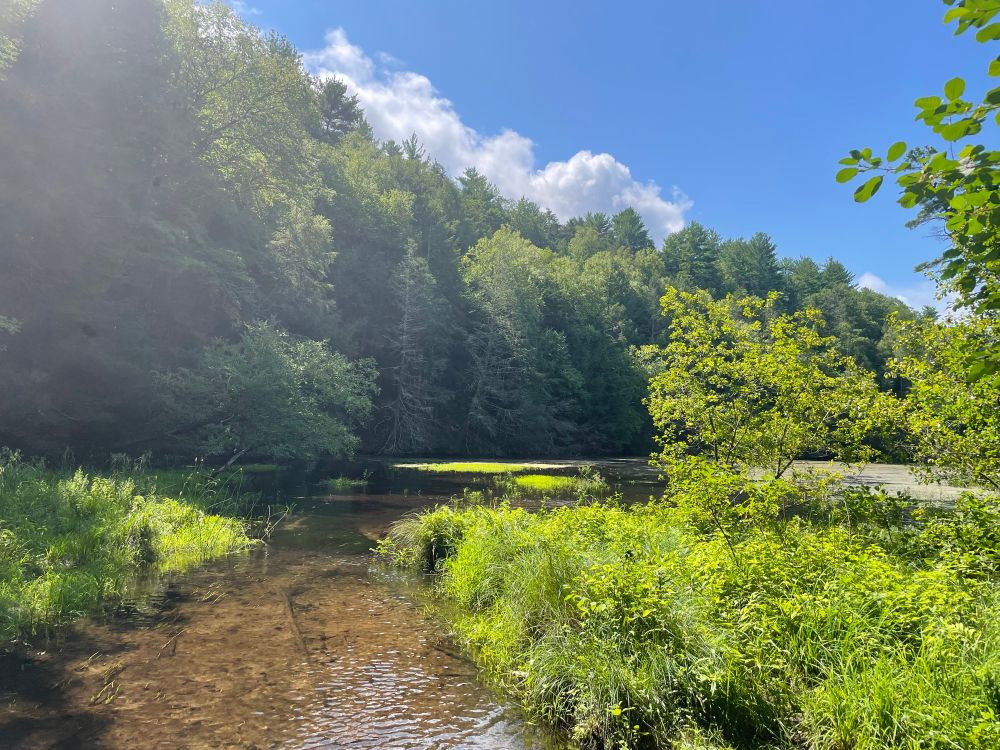 A creek meanders away, into a pond awash in sunshine. The surrounding grasses and trees are verdant and yellow-green in the haze of bright summer light. 