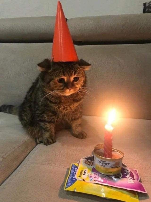 The picture is of a brown striped cat wearing an orange cone hat looking at two packets of treats and a cat food can stacked on top of each other. The can is open and has a lit red striped candle inside.