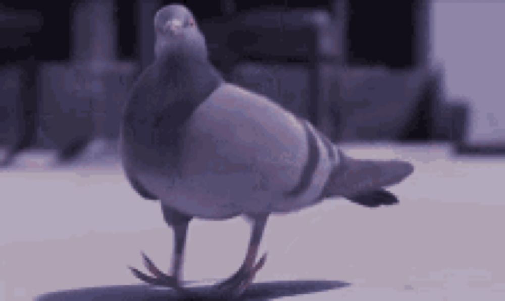 a pigeon is walking on a gray surface .