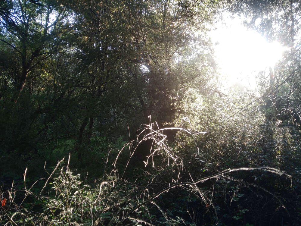 Bright early morning sun partly illuminating a dark wet woodland