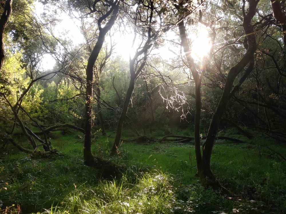 Bright early morning sun partly illuminating a dark wet woodland. The ground is grassy and glossy green, the trees are thin, dark and straggly