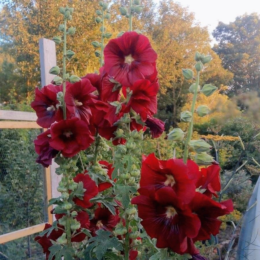 Many maroon-coloured, large Hollyhock flowers in an allotment garden