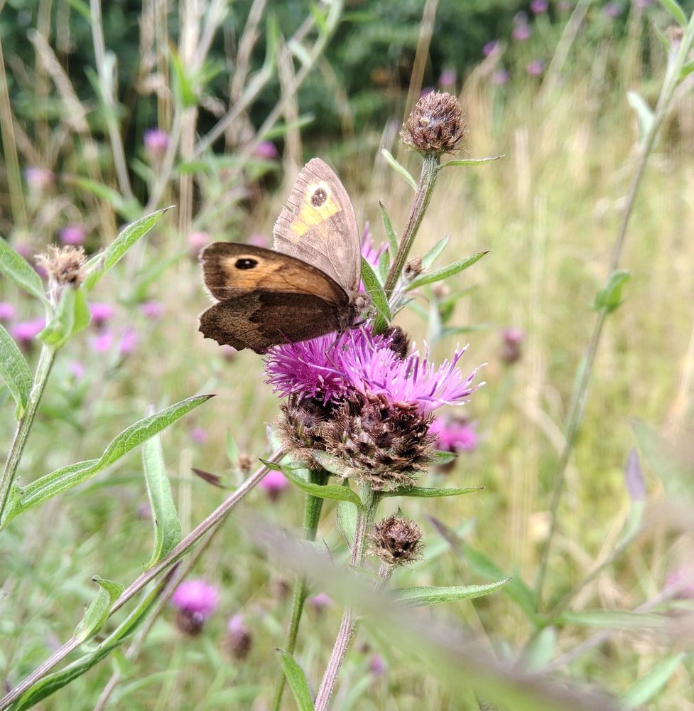 Meadow brown butterfly on greater knapweed flower
