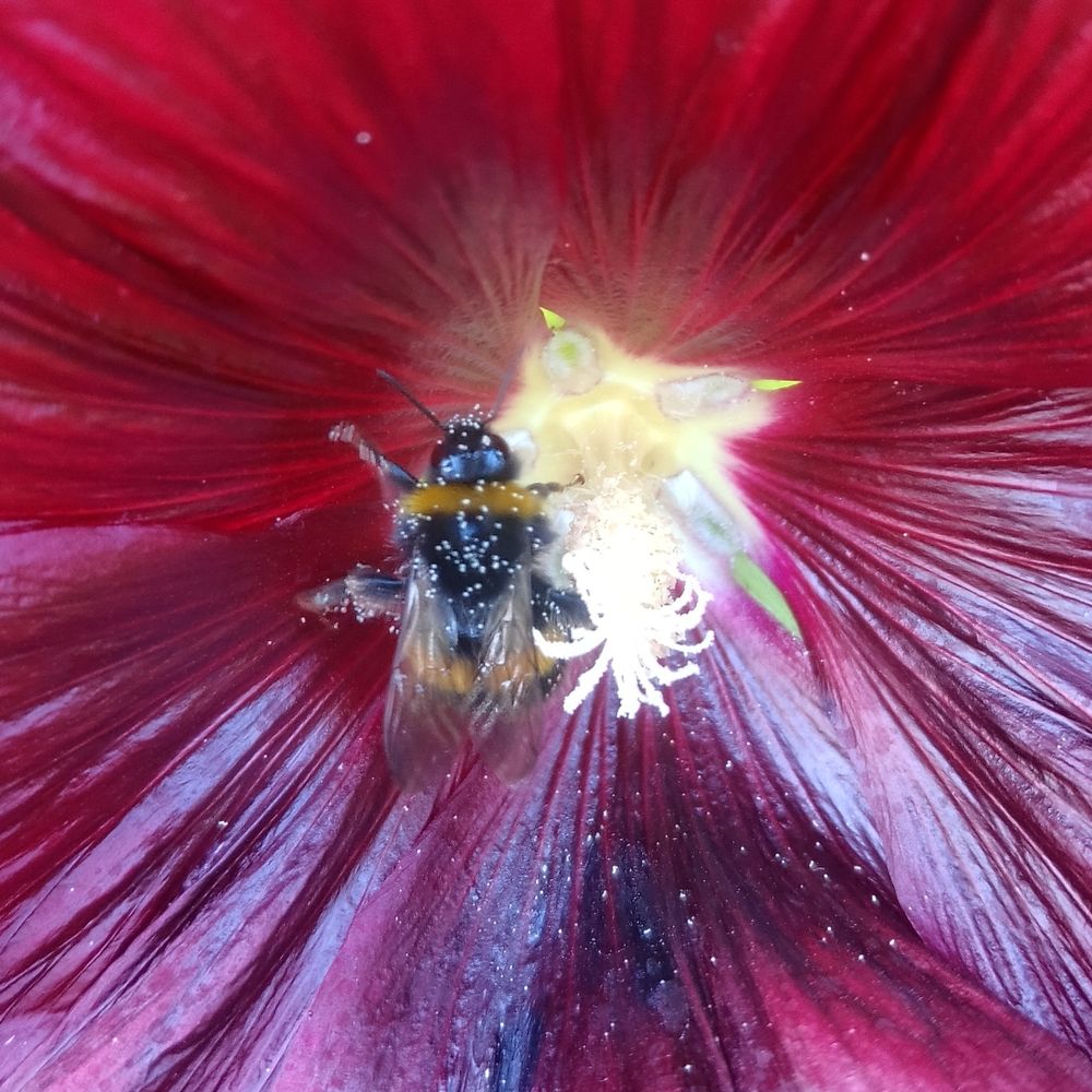 Close up of a bumblebee feeding in a large maroon-coloured Hollyhock flower. The bee is covered in pollen.