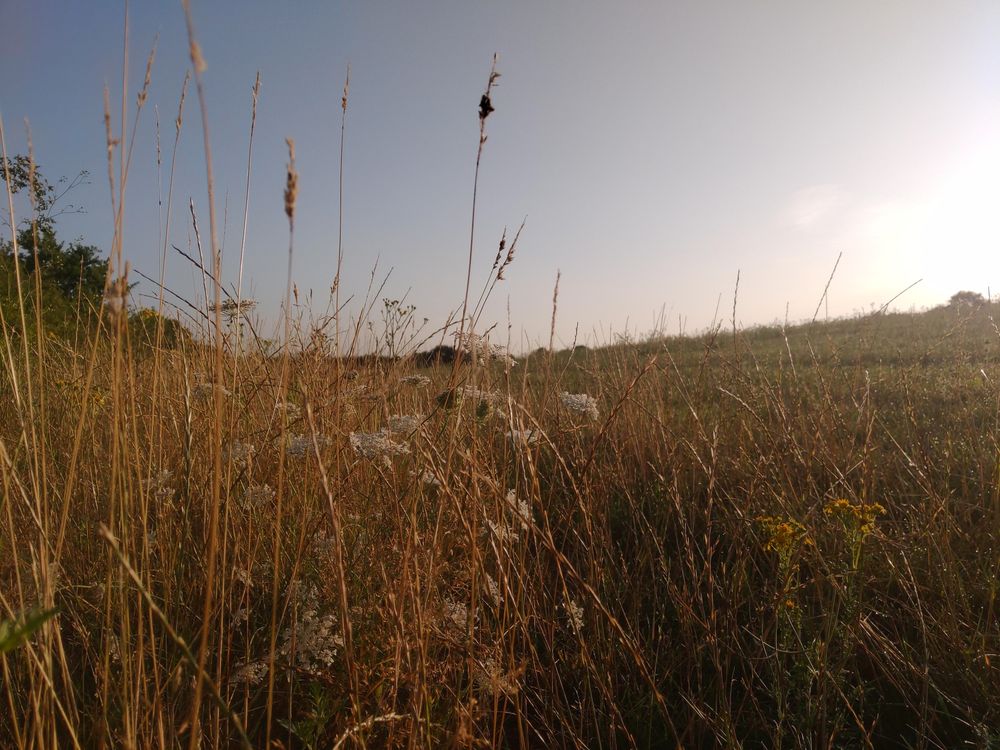 Brown, grassy vegetation at the edge of a field in early morning sun