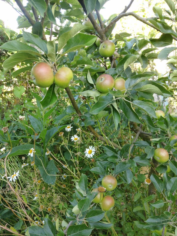 Several apples on a tree, looking rosy and almost ripe
