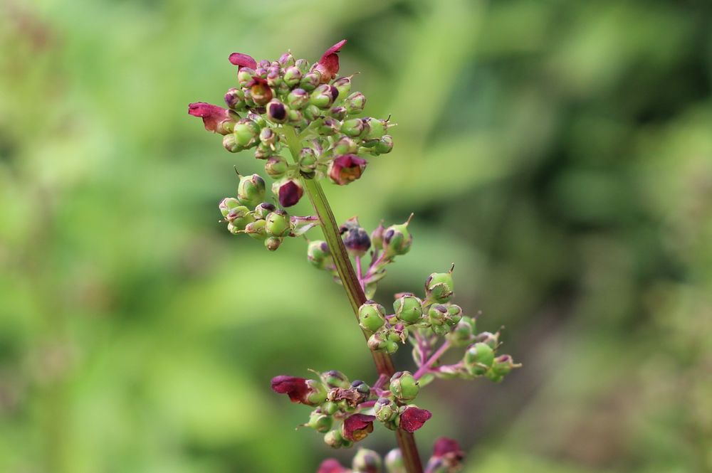 Close up of the flower head of a water figwort plant. The clusters of unopened flower buds are light green, the opened flowers are small and crimson
