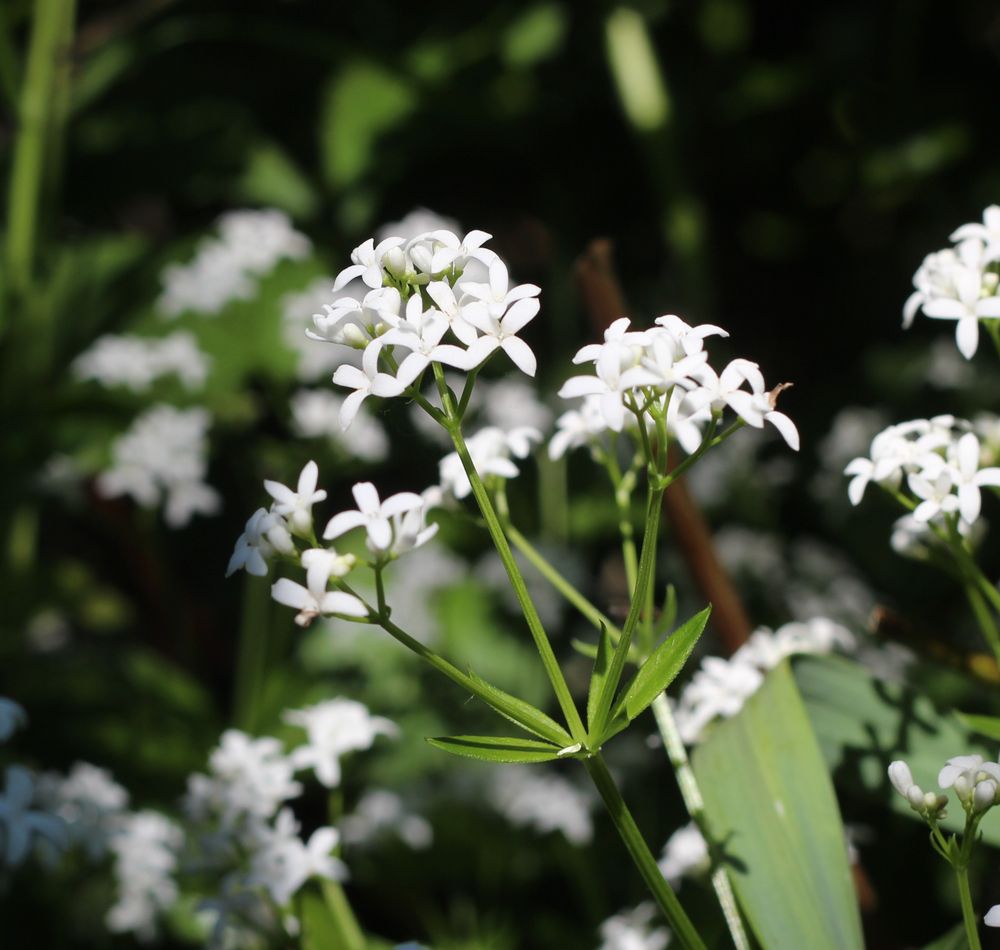 Close up of small white sweet woodruff flower heads 