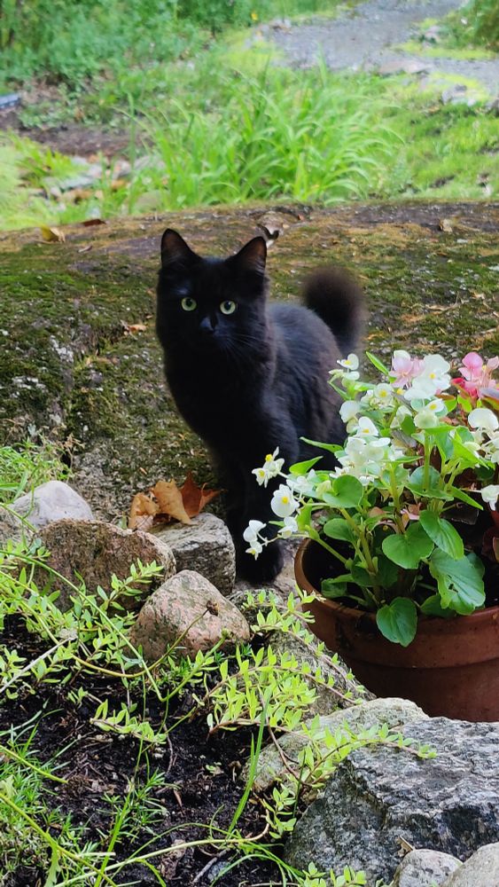 Black kitty Gloria looking at us from the rock.
