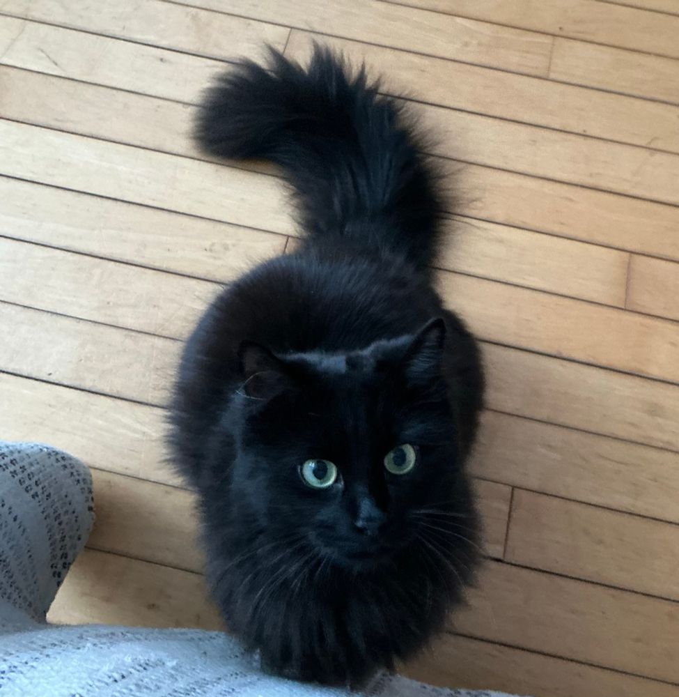 Black kitty focussing on my hand to attack it.
