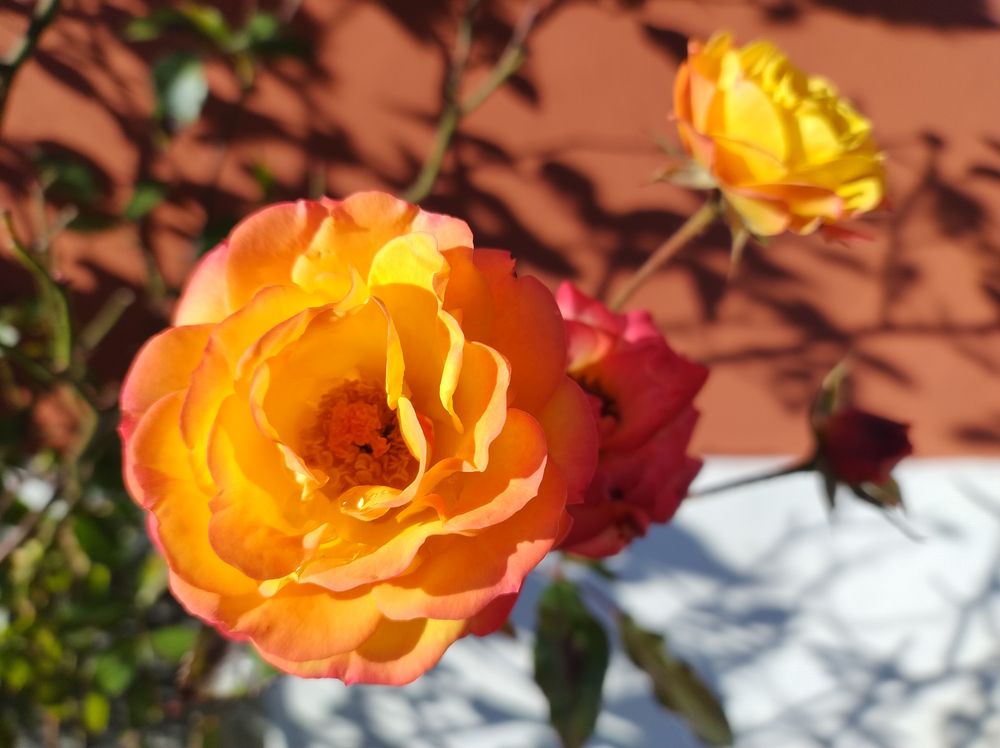 Orangerote Blüten an einem der beiden Rosenstöcke neben dem Haus in der Schiffgasse 2 in Graz