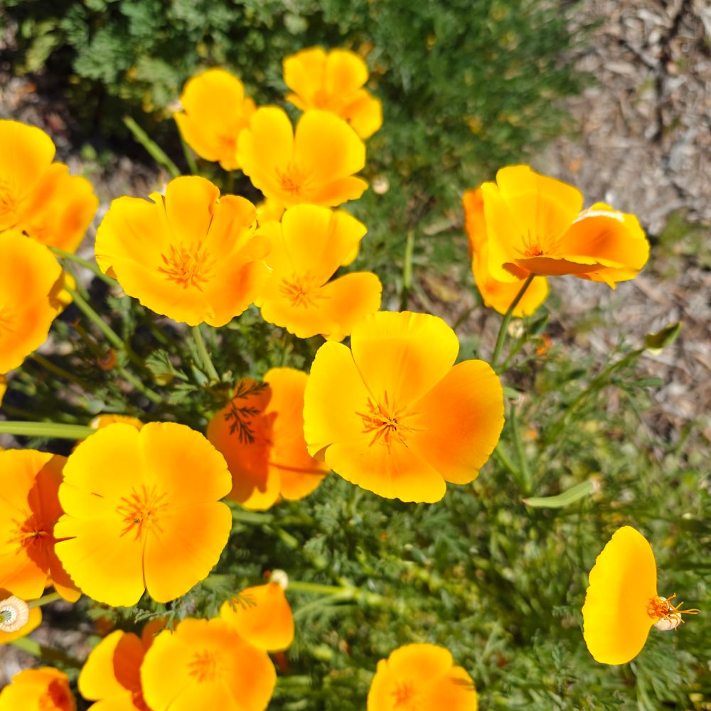 Close up photo of a bunch of California golden poppies