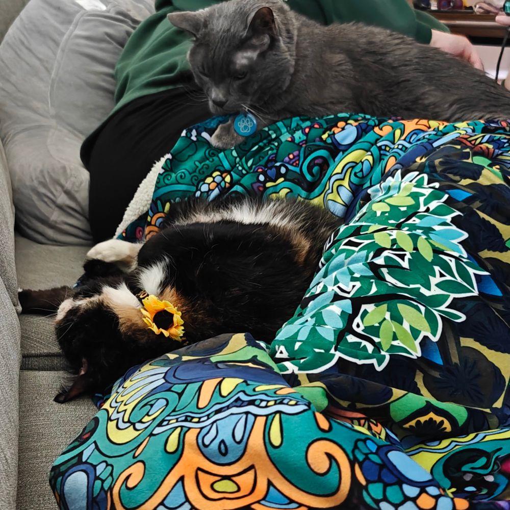 Grey cat laying across a bright multicolor blanket over a lap looking down at a calico cat laying on her side on the grey sofa.