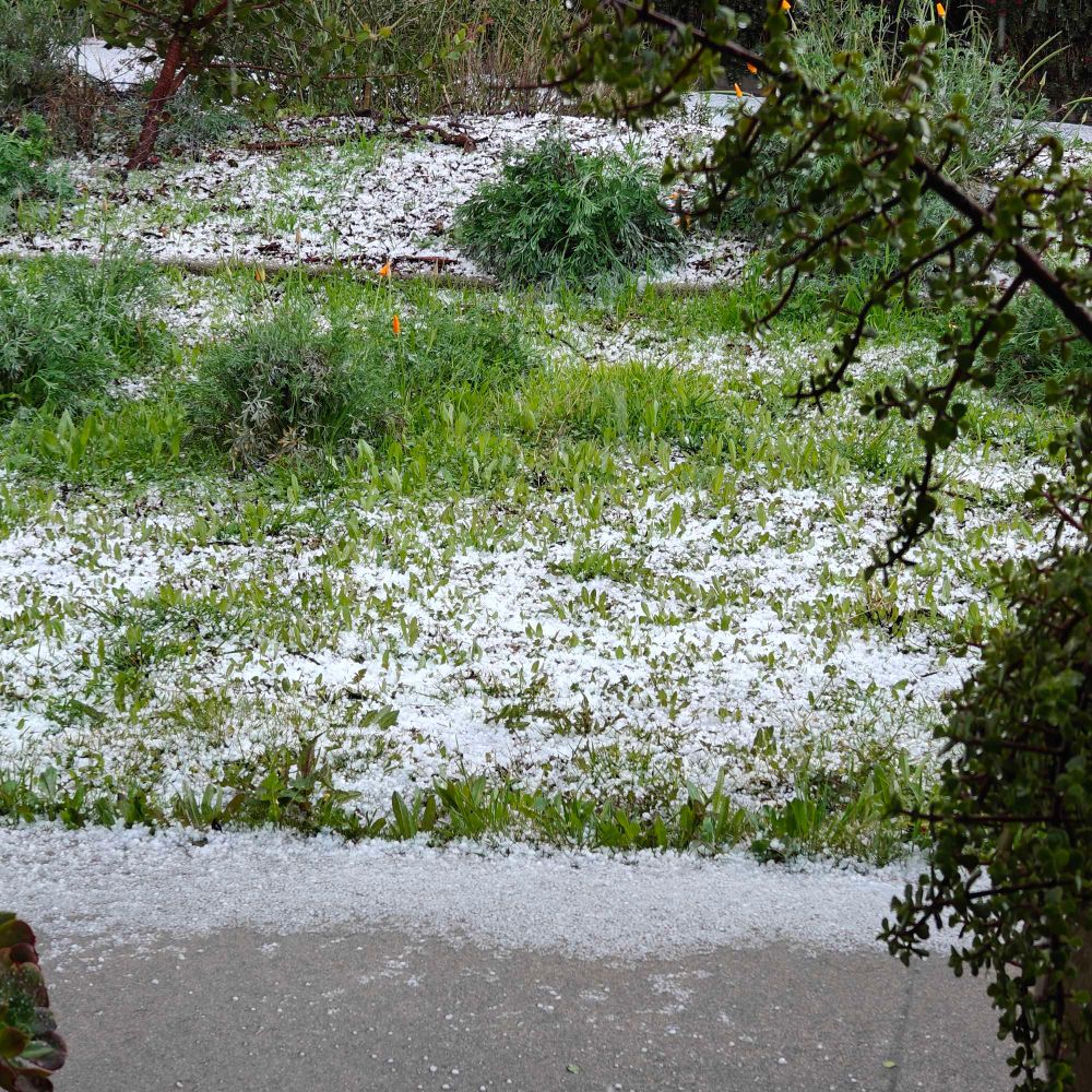 Hail pellets on the grass 